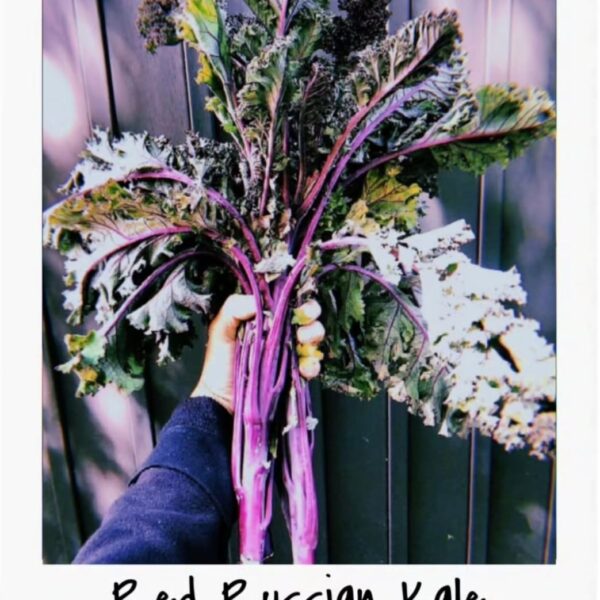 Red Russian Kale