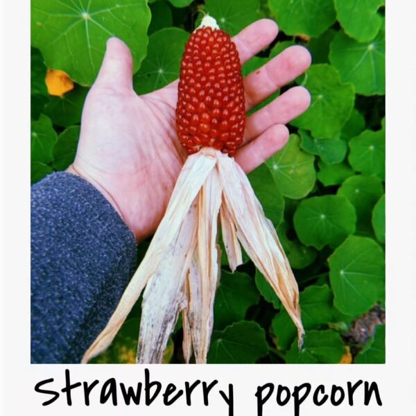 Strawberry Popcorn