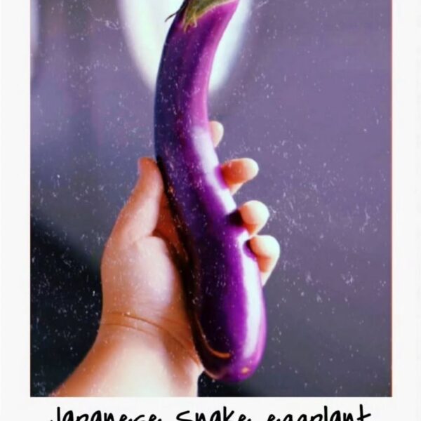 Japanese Snake Eggplant