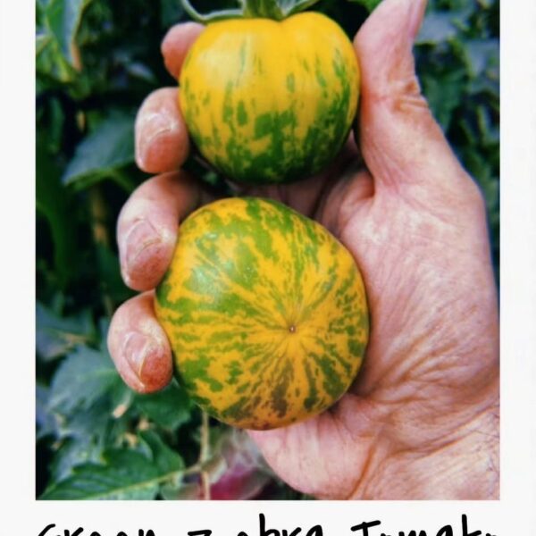 Green Zebra Tomato