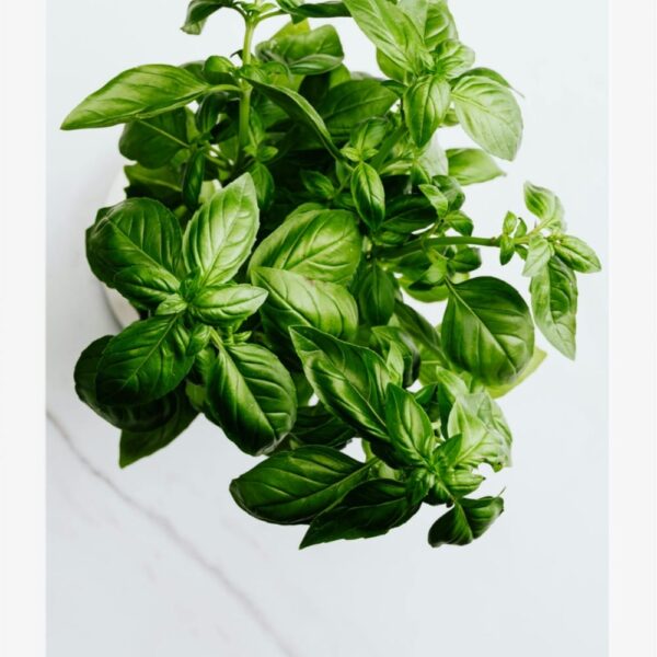 Basil