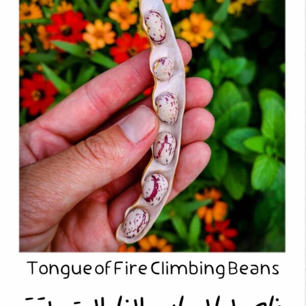 Tongue of Fire Climbing Beans